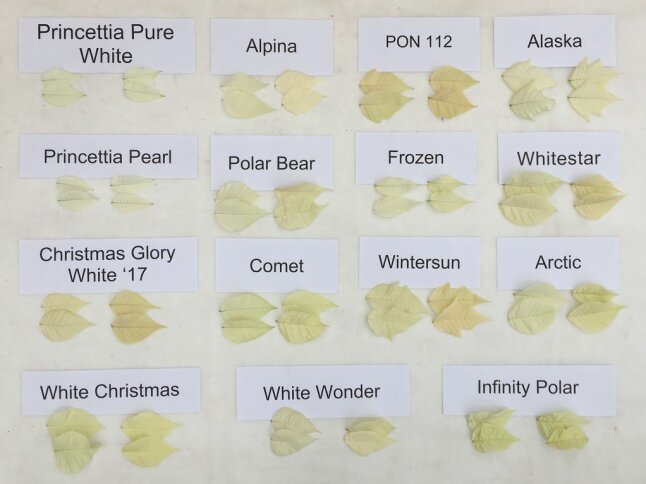 Verschiedenen weißfarbigen Blütenblätter mit Beschriftung zum Vergleich der Blütenausfärbung