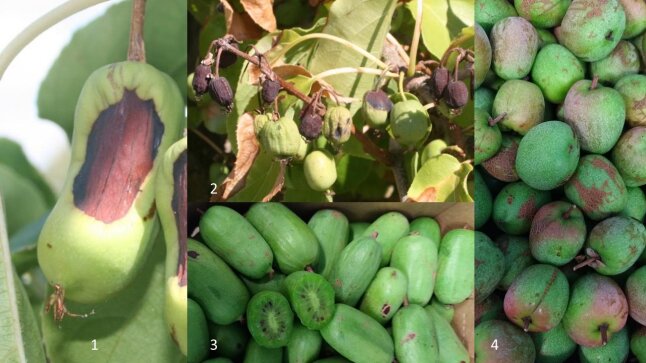 Vier nummerierte dargestellte Bilder mit Schaden an Kiwibeeren.