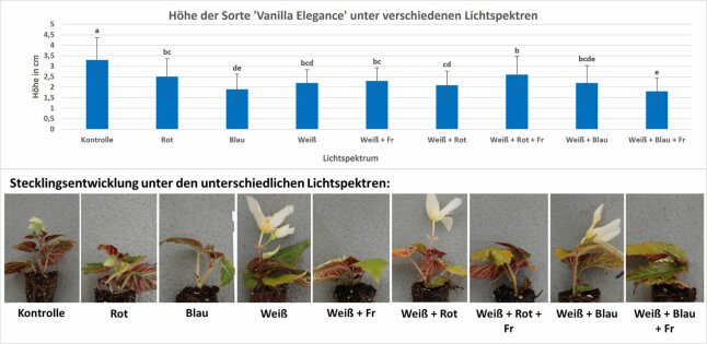 Bildüberlagerung mit Säulendiagramm und neun Fotos der Stecklingsentwicklung