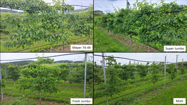 Vier dargestellte Bilder, Kiwipflanzen auf dem Pflanzstreifen mit Beschriftung der Sorten
