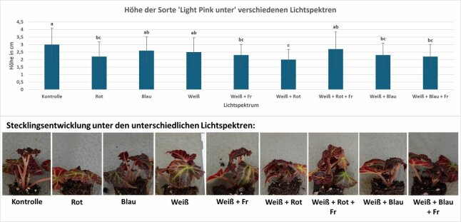 Bildüberlagerung mit Säulendiagramm und neun Fotos der Stecklingsentwicklung 