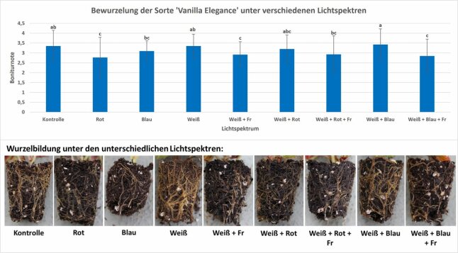 Bildüberlagerung mit Säulendiagramm und neun Fotos der Wurzelbildung