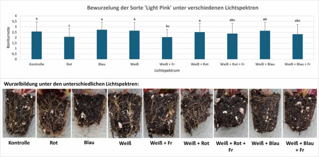 Bildüberlagerung mit Säulendiagramm und neun Fotos der Wurzelbildung