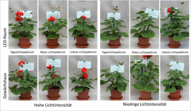 Zwölf Bilder von zwei Belichtungsstrategien mit höhe und niedrige Lichtintensität abgebildet.