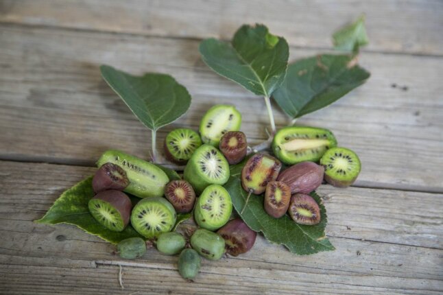 Aufgeschnittene Kiwibeeren in grüner und roter Schalenfarbe mit Blättern liegen auf dem Holzbrett.