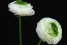 Ranunculus 'Elegance Festival Blanco' (Biancheri)