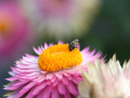 Eine Löcherbiene sitzt auf den orangen Röhrenblüten einer Strohblume mit kräftig pinkfarbenen Strohblume