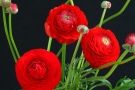 Ranunculus 'Elegance Rosso' (Biancheri)