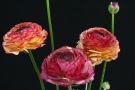 Ranunculus 'Estrella cuivre' (Turc)