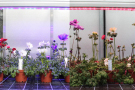 Anemonepflanzen mit der roten LED-Belichtung auf rechte Seite und die blaue LED-Belichtung auf linke Seite