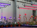 Anemonenpflanzen mit der roten LED-Belichtung auf die rechte Seite und die blaue LED-Belichtung auf die linke Seite.