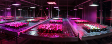 Pflanzen auf dem Tisch mit LED-Belichtung