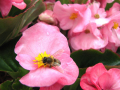 Nahaufnahmen, eine Biene nistet auf eine nasse Blüte in der Mitte, Hintergrund rosa Blüte der Begonien und grünes Laubblätter