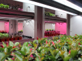 Pflanzen wachsen in Regalen auf mehreren Ebenen unter LED-Belichtung