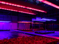 Pflanzen im Gewächshaus unter rote und blaue LED-Belichtung.