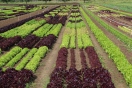 Gemüsebauversuche 2013 - ökologischer Anbau