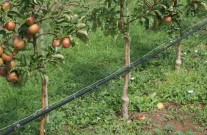 Blick auf eine Baumreihe mit Tröpfchenbewässerung