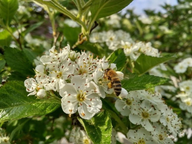 Eine Honigbiene sammelt Pollen auf einer Blüte des Apfeldorns.