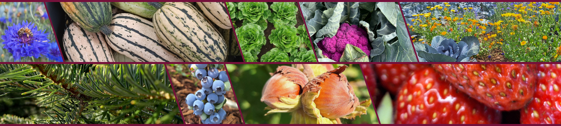 header-kompetenzzentrum-oekogemuesebau-neu