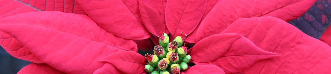 Header-Zierpflanzenbau-Euphorbia pulcherrima