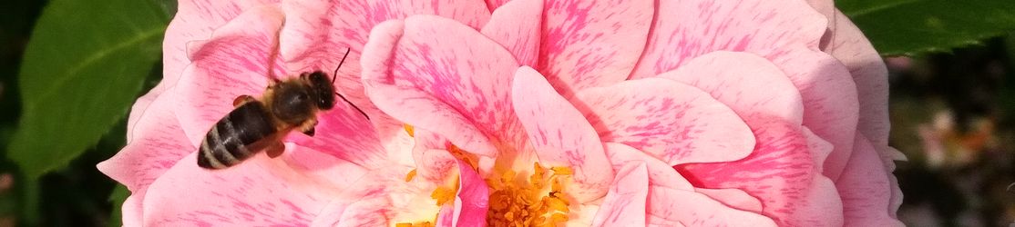 Eine Biene mit den Pollen an den Beinen sitzt auf einem Rosenblatt