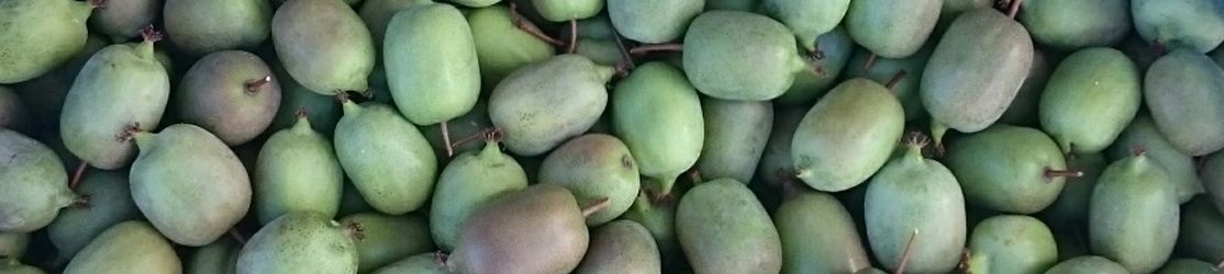 Kiwibeeren mit grüner und violetter Fruchtschale