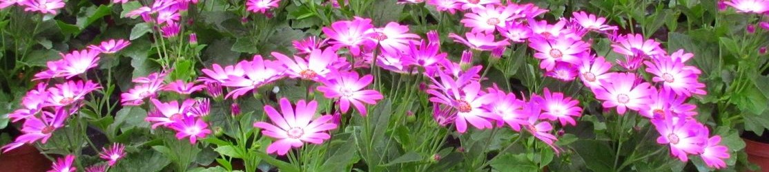 Pericallis