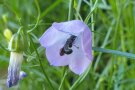 Glockenblumen-Scherenbiene sucht Nektar und Pollen an Campanula portenschlagiana