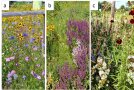 Im linken Bild sind vor allem die Blüten von Himmelsröschen (rosa), Färber-Mädchenauge (gelb-rot) und blauem Sperrkraut (blu) zu sehen; im mittleren Bild die von Muskateller- und Stängelumfassdendem Salbei (hell- und dunkelviolett); im rechten Bild von asiatischen Duftnesseln (violett) und Myrten-Aster (weiß).