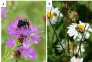 Links ein Bild von einer Hummel auf einer lila Blüte, rechts eine Wildbiene auf einer weißen Blüte.