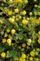 Einzelne gelb blühende Pflanze des Frühlingsfingerkrautes Potentilla neumannia im Topf.