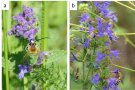 Zwei Bilder von jeweils einer Wildbiene, die auf einer violetten Blüte sitzt.