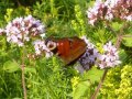 Ein Tagpfauenauge, ein roter Schmetterling mit auffälliger Augen Zeichnung auf den Flügeln sitzt an einer der rosa Lippenblüten des Wilden Dost.