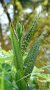 Grüne Pflanze des breitblättrigen Knabenkraut mit Ihren großen, grünen Blättern mit schwarzen Punkten.  