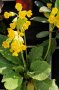 Eine stängellose Schlüsselblume mit vielen gelben, herabgängenden Blüten ist in einer Gabione gepflanzt