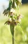 geöffnete lila-weiße Blüten der Orchidee breitblättrige Ständelwurz.