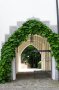 Ein Tor durch eine weiße Mauer ist zu sehen. An einem Klettergerüst um das Tor wächst die Kletterpflanze Aristolochia macrophylla