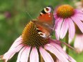 Ein Tagpfauenauge, ein roter Schmetterling mit auffälliger Augen-Zeichnung auf den Flügeln, sitzt an der Sammelblüte des Purpur-Sonnenhutes mit rosafarbenen Zungenblättern.