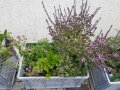 Eine bepflanzte, graue durchbrochene Kunststoffkiste mit violett blühendem Strauchbasilikum, Thymian und Majoran. 