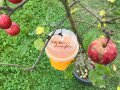 Apfelbaum mit einem durchsichtigen Behälter, als Falle für einen Schädling
