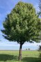 Großer Speierling Hochstamm neben Acker. <i>Sorbus domestica</i> (Speierling) ist eine selten gewordener Wildobstbaum auf unseren Streuobstwiesen.