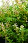 Ein blühender Thymian mit einigen lila Blüten und sattgrünem Laub
