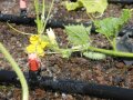 Zwischen Pflanzen, davon eine gelbe Gurkenblüte, sind zwei schwarze Leitungen im Beet. Auf den Leitungen sind orangene Mikrosprinkler die Wasser sternförmig ausstoßen