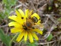 Eine bräunliche, stark behaarte Wildbiene sammelt an einer gelben Blüte.