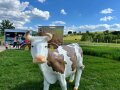 Kunststoffkuh mit Anhänger und landschaftlichem Hintergrund
