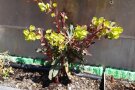 Eine einzelne Pflanze der mandelblättrigen Wolfsmilch Euphorbia amygdaloides im Topf. Die grün-gelben Blüten bilden einen Kontrast zu den roten Stängeln und den dunkelgrünen, lanzettigen Blättern.