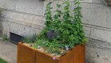 Mit grünen Hopfen bepflanzter Kübel 
