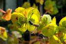 Keulenwespe sitzt auf gelber Euphorbia amygdaloides