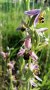 Viele offene lila-braun marmorierte Blüten der Orchidee breitblättriges Knabenkraut