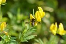 Gartenwollbiene sucht Nektar und Pollen an einer gelb blühenden Lotus corniculatus